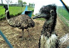 Live Emus