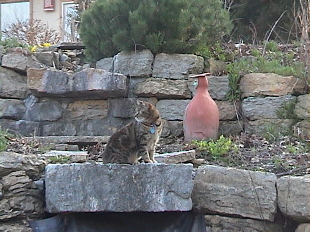 Cat on water fountain
